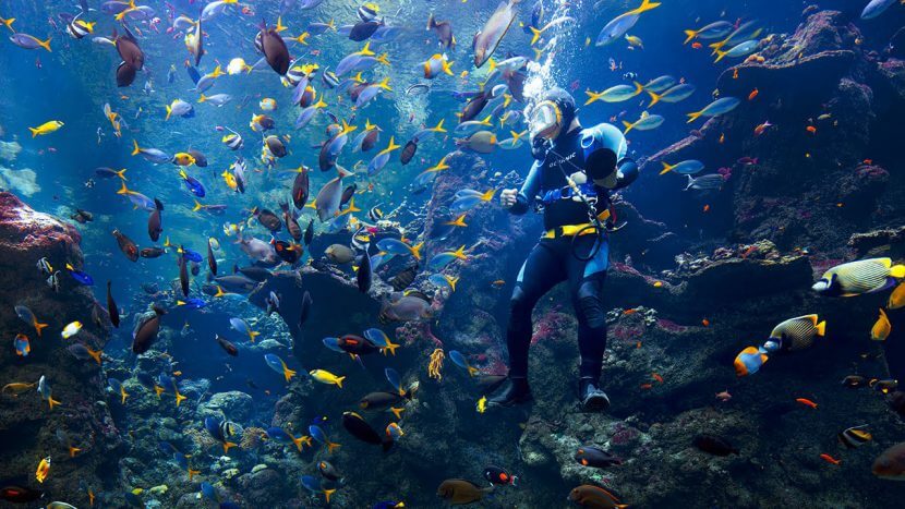 California Academy of Sciences